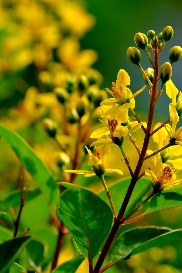 Желтые цветы на ветках