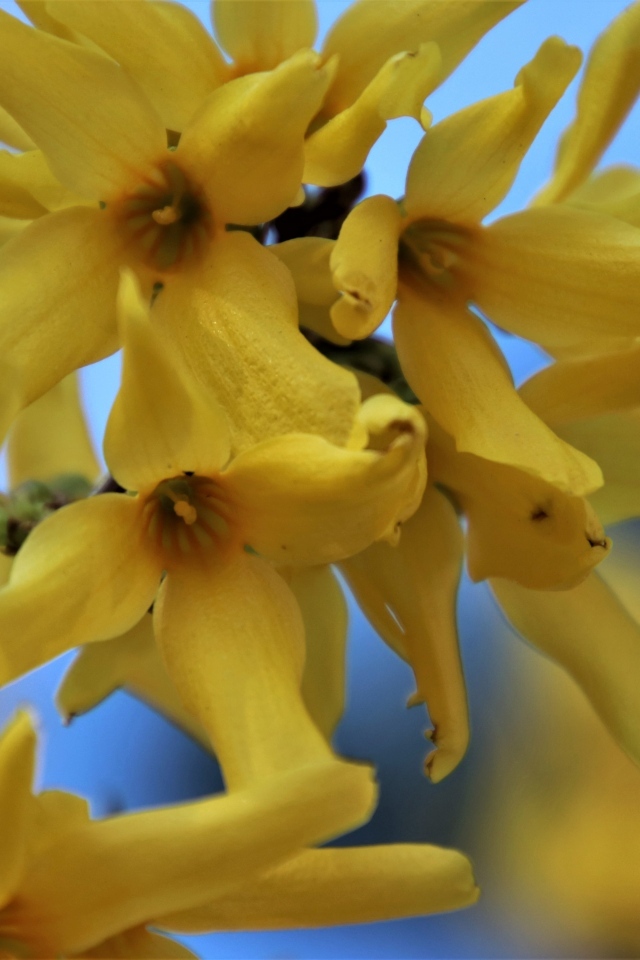 Желтые цветы форзиция крупным планом