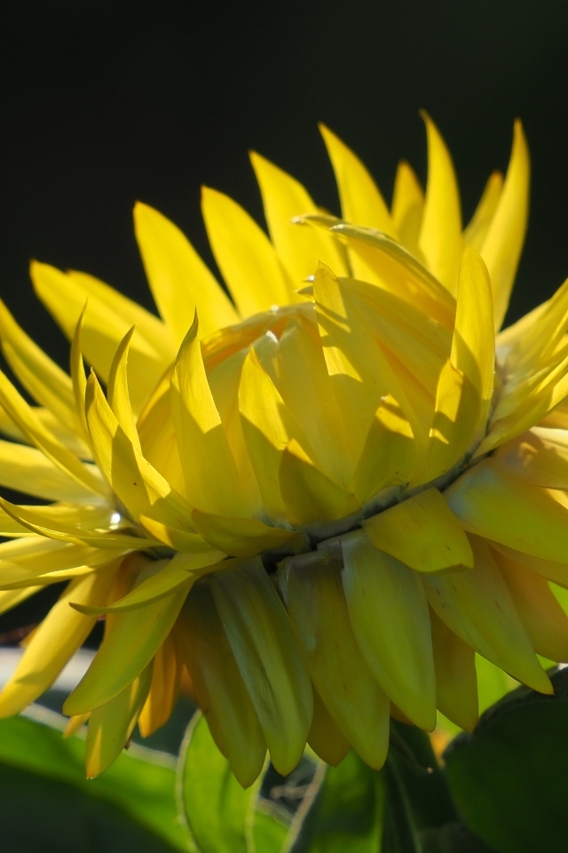 Желтый садовый цветок на черном фоне