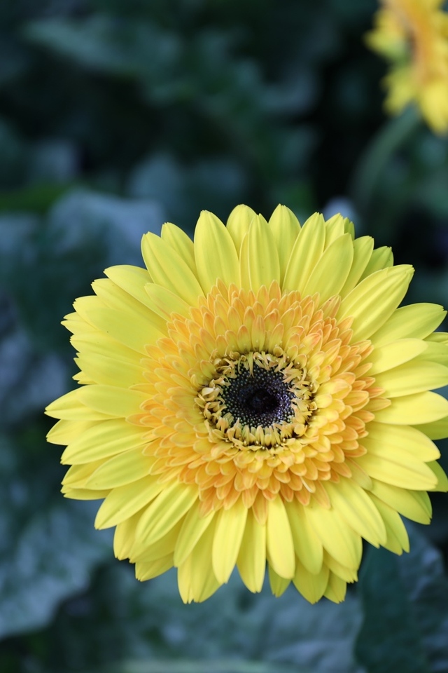 Желтый цветок герберы на клумбе крупным планом