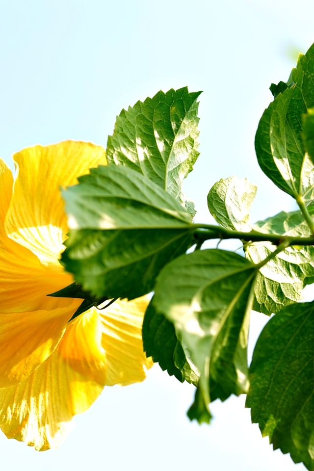 Желтый цветок гибискуса с зелеными листьями на ветке