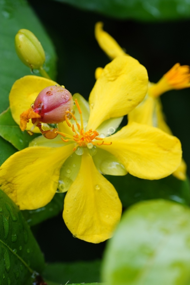 Желтый цветок гиперкум в каплях дождя