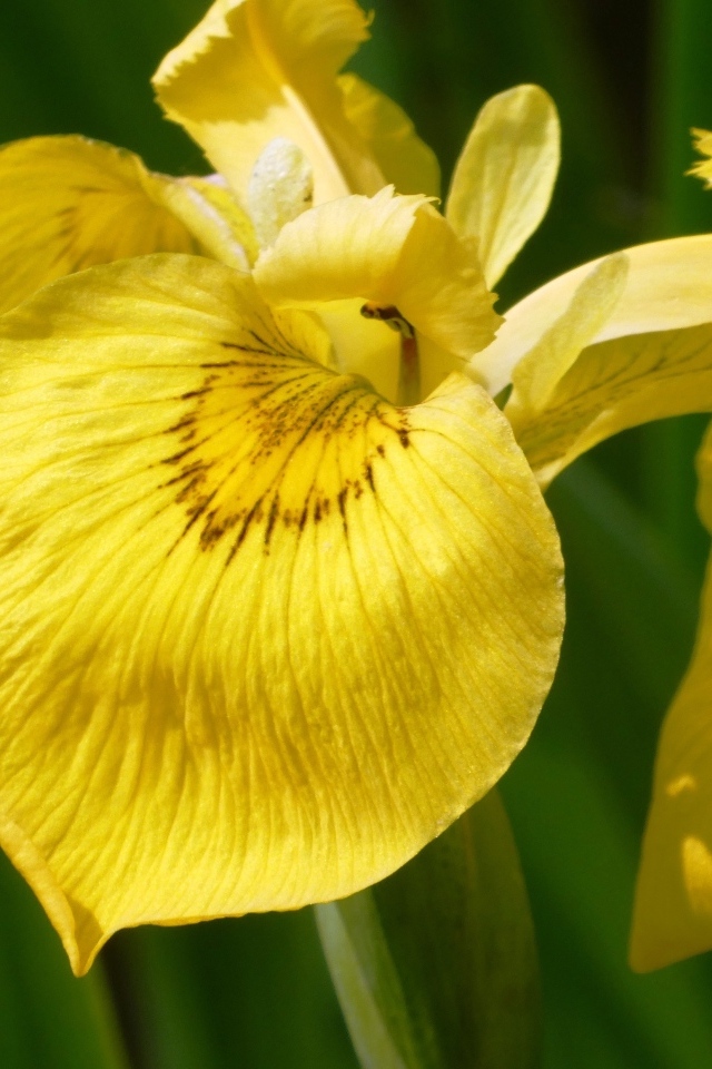 Желтый цветок ириса крупным планом