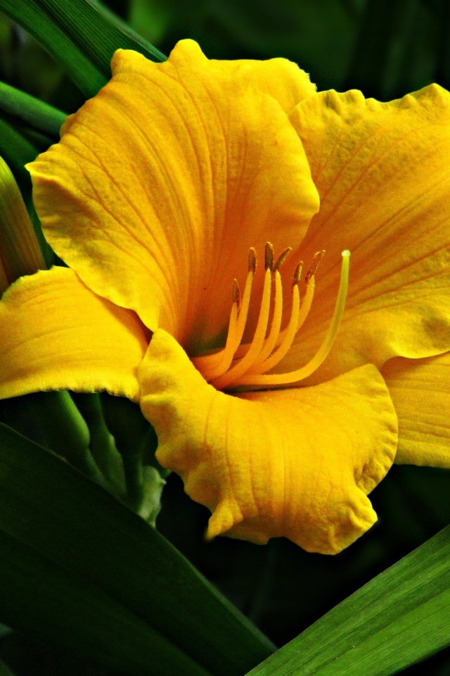 Желтый крупный цветок лилии с бутонами