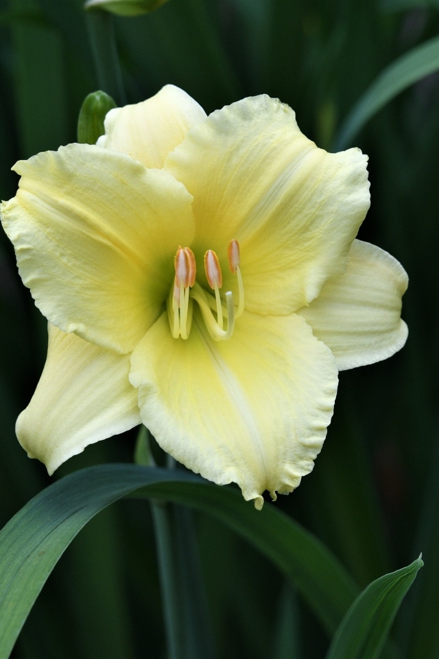 Желтый цветок лилии в зеленых листьях