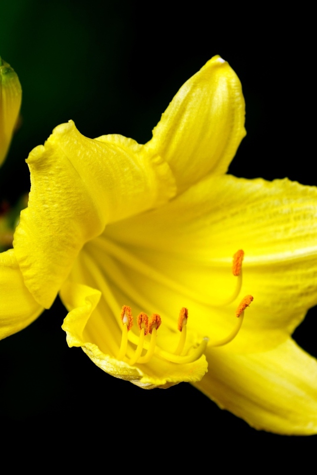 Желтая лилия с бутоном на черном фоне