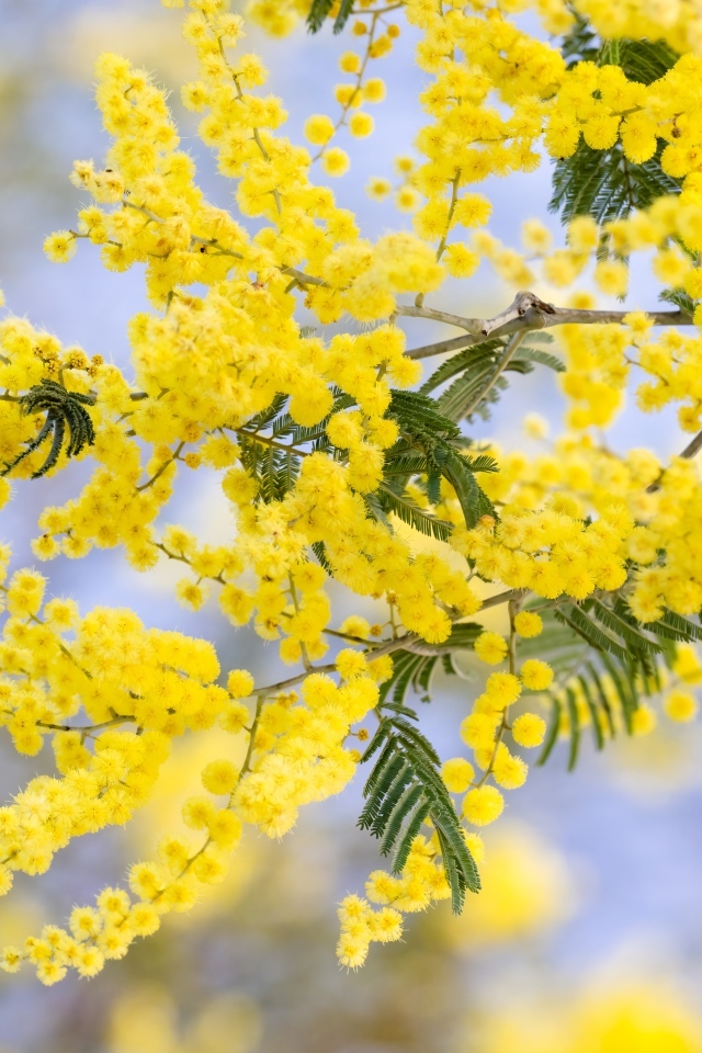 Желтая пышная ветка весенней мимозы