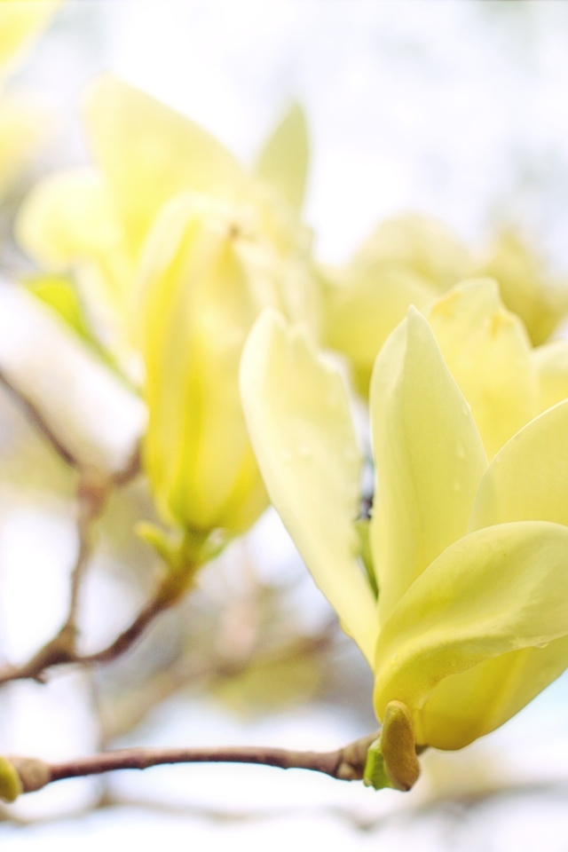 Желтые цветы магнолии на ветке дерева