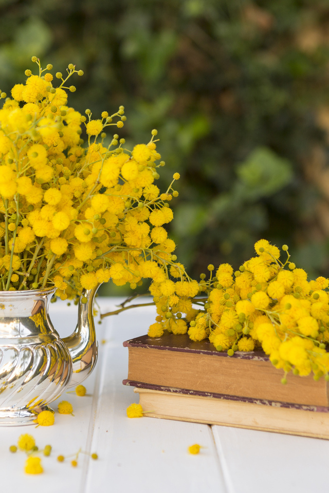 Желтые цветы мимозы на столе с книгами