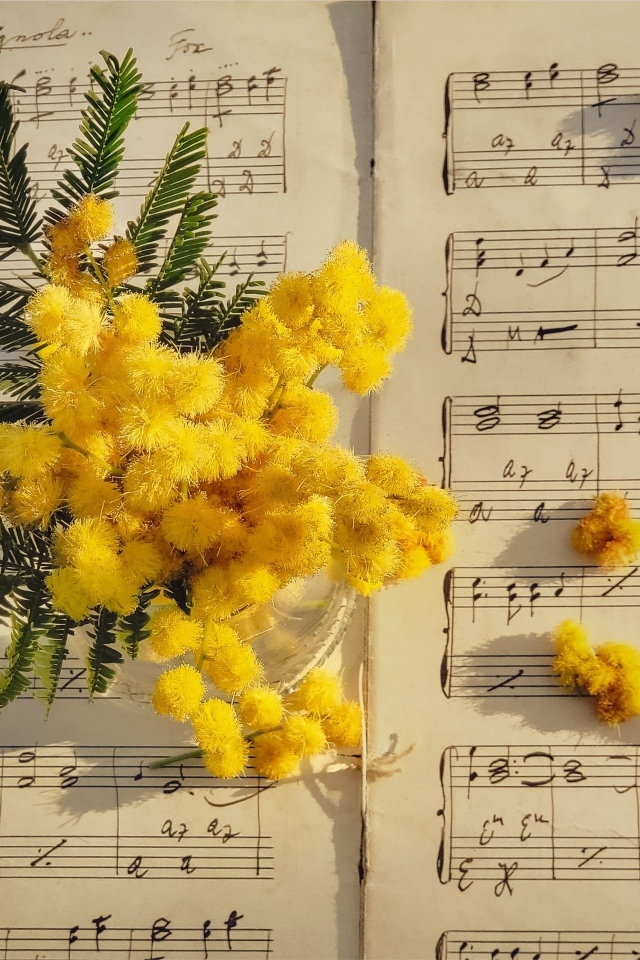 Желтые цветы мимозы на нотной тетради