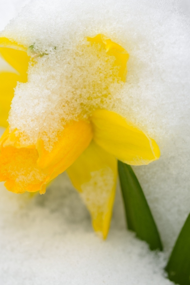 Желтый цветок нарцисса в белом снегу