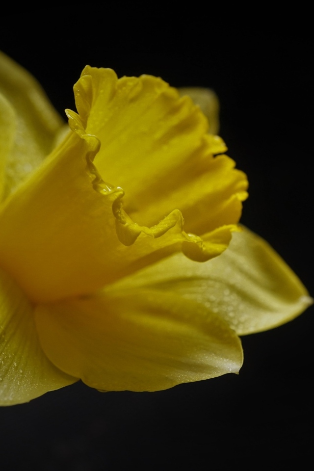 Желтый цветок нарцисса на черном фоне