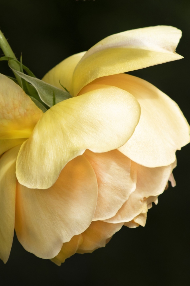 Желтая сорванная роза на черном фоне