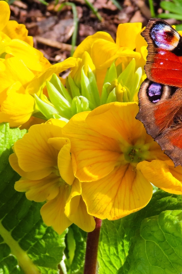 Желтые цветы примулы с бабочкой