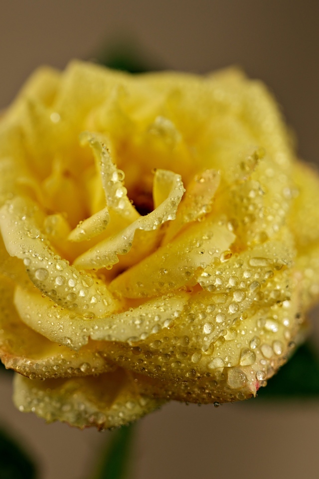 Желтая роза в каплях росы крупным планом