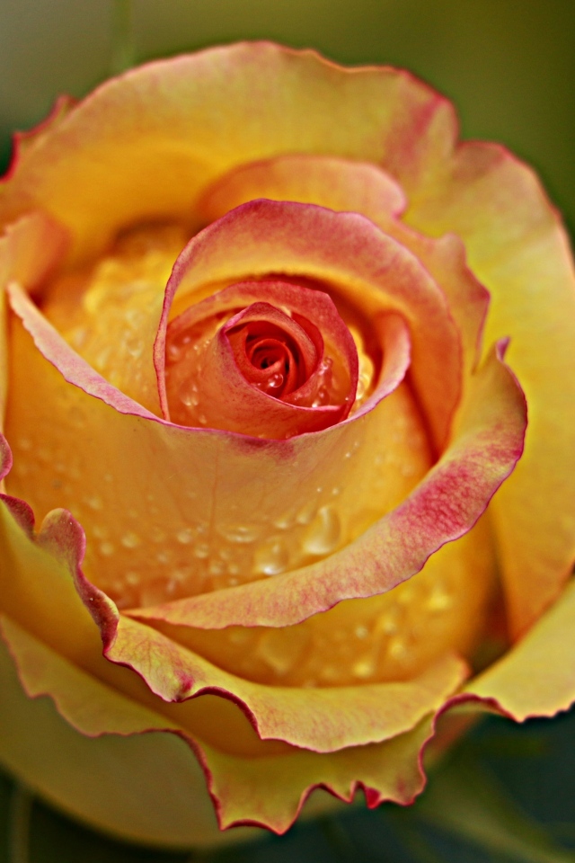 Желтая роза в каплях крупным планом