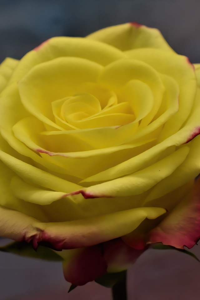 Желтая роза с красными краями на лепестках 