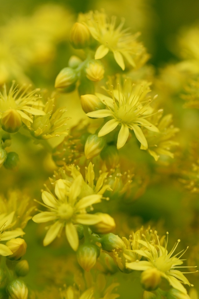 Желтые цветы очиток обыкновенный