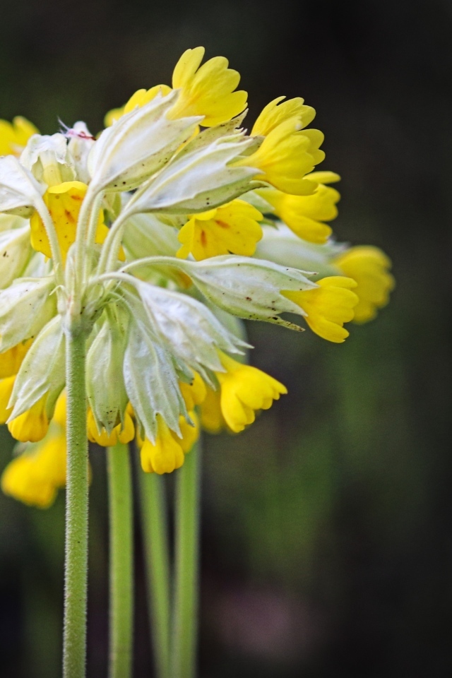 Желтые цветы примула весенняя