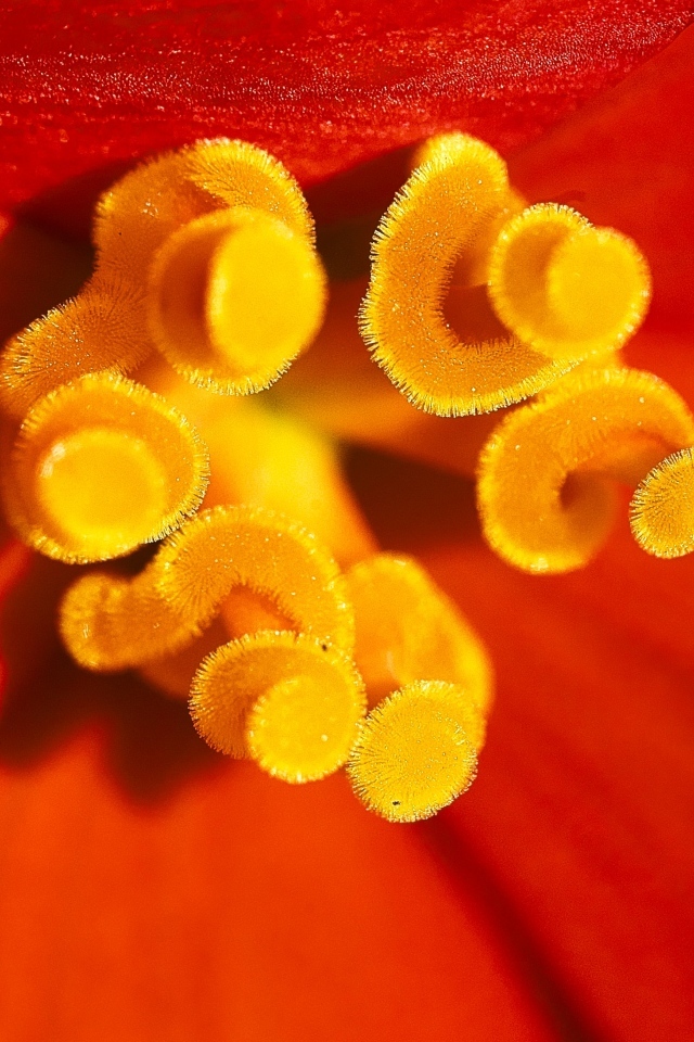 Желтые тычинки красного тюльпана