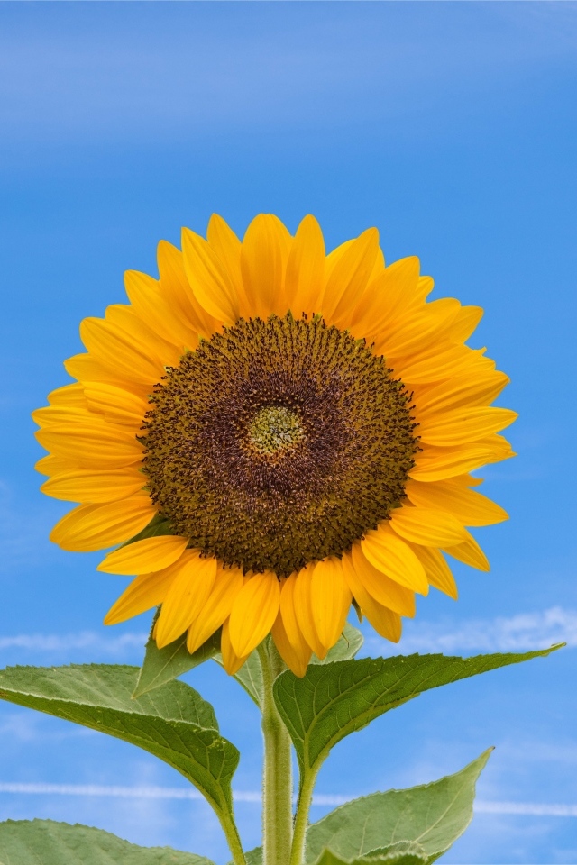 Желтый цветок подсолнуха на фоне голубого неба  