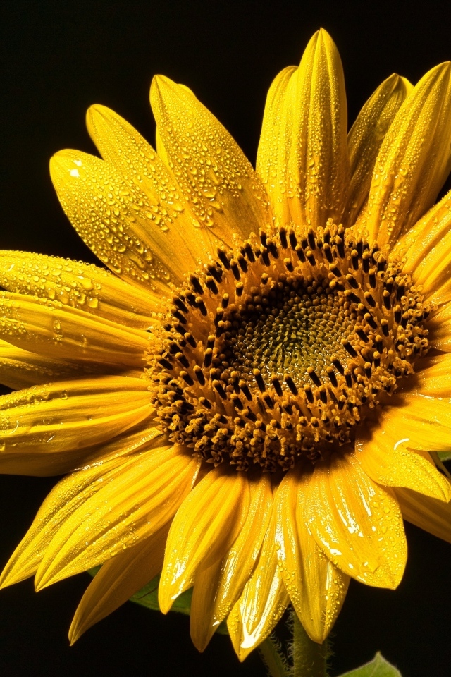 Желтый цветок подсолнуха на черном фоне