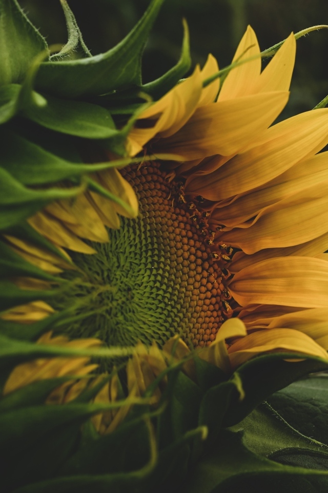 Желтый цветок подсолнуха с зелеными листьями