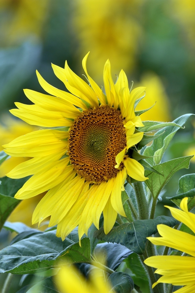 Желтые цветы подсолнуха на поле крупным планом