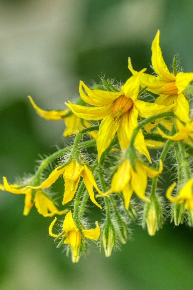 Желтые цветы томатов на ветке