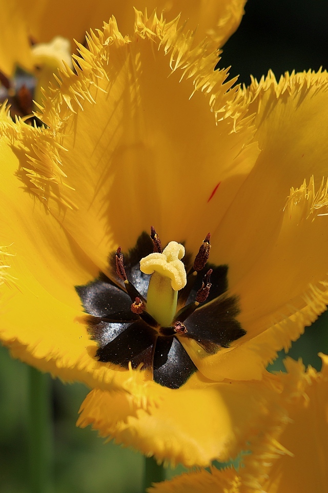 Желтые тюльпаны с черной серединкой крупным планом