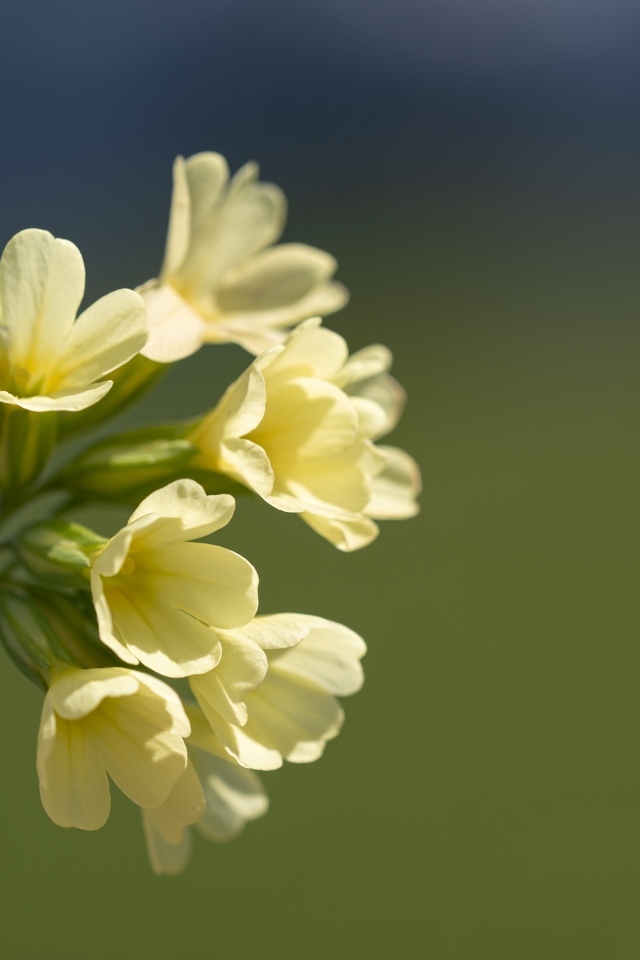 Желтые полевые цветы крупным планом