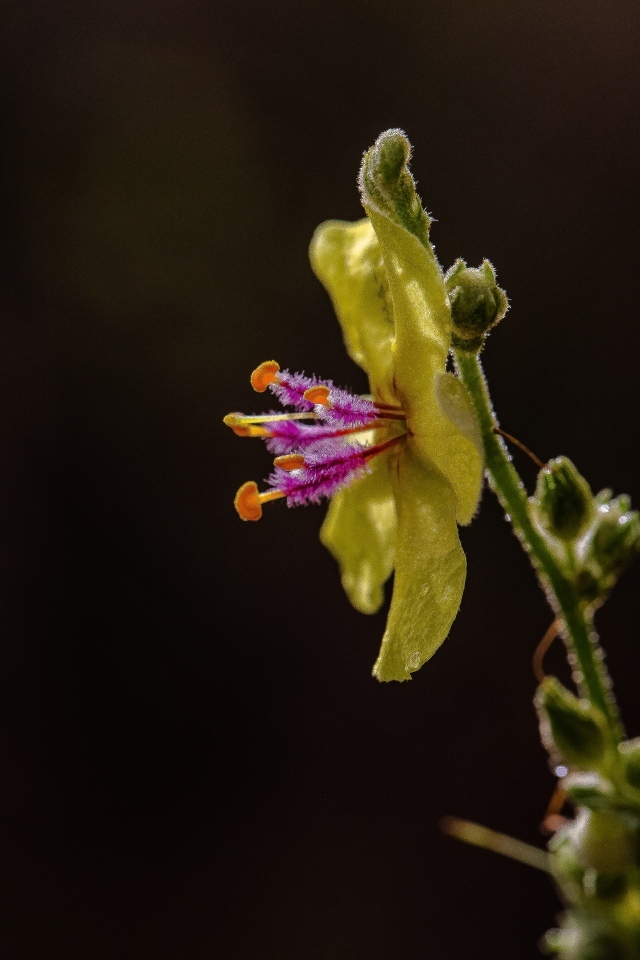 Желтый полевой цветок на черном фоне