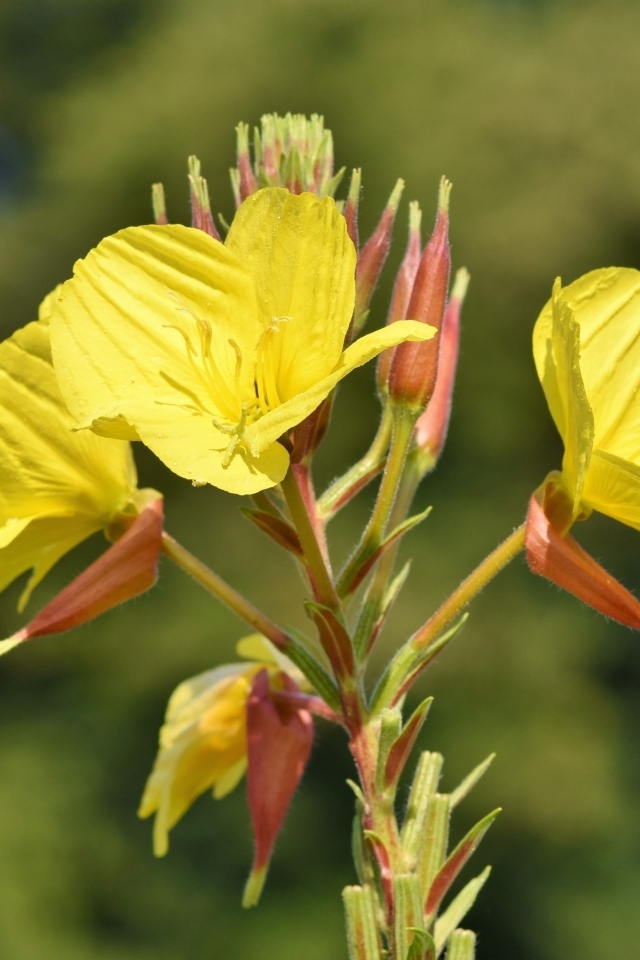 Желтые полевые цветы эшшольция