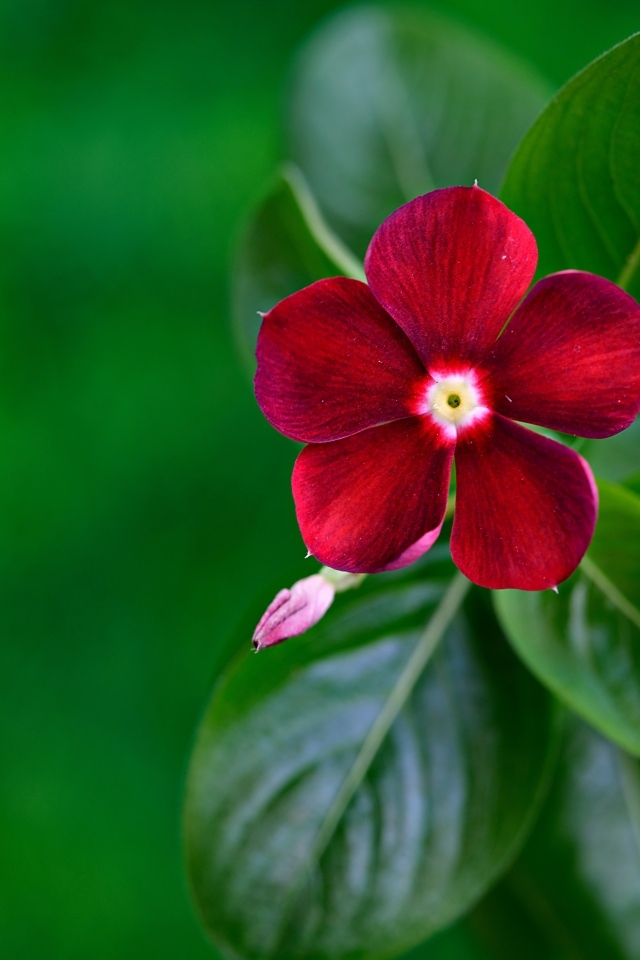 Красивый красный цветок барвинок