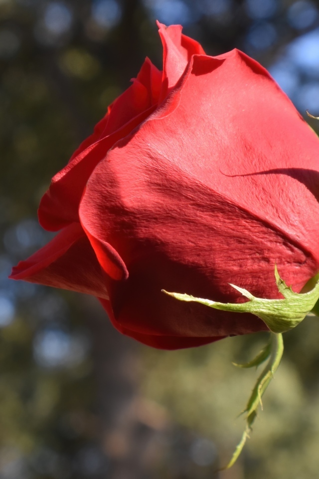 Красивый цветок красной розы