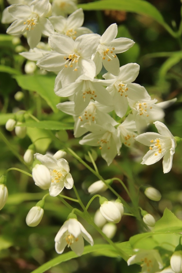 Красивый белый весенний цветок