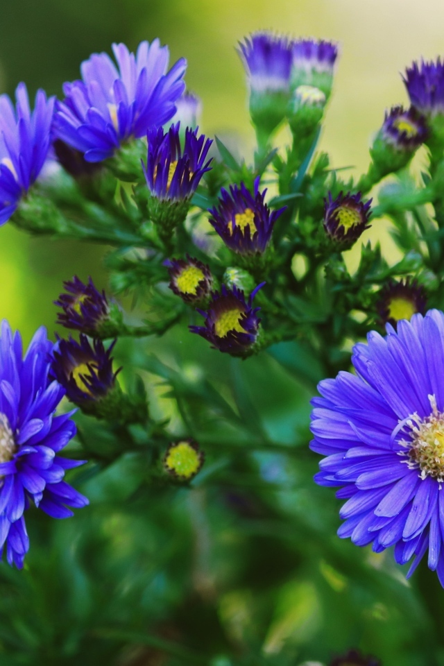 Синий осенний цветок сентябринка