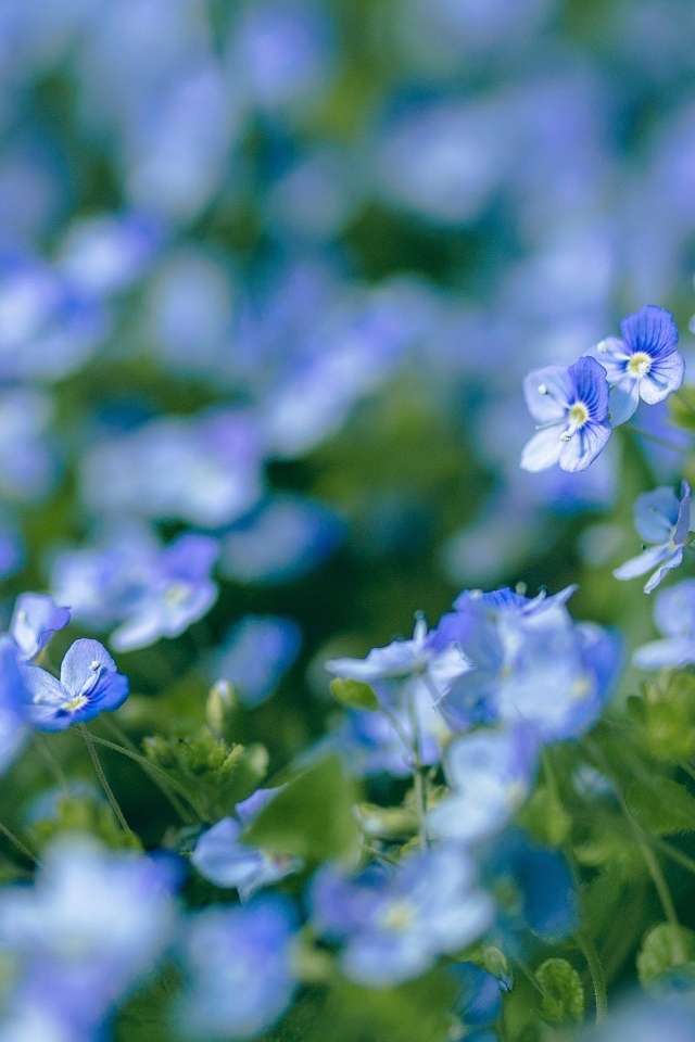 Голубые маленькие цветы незабудки