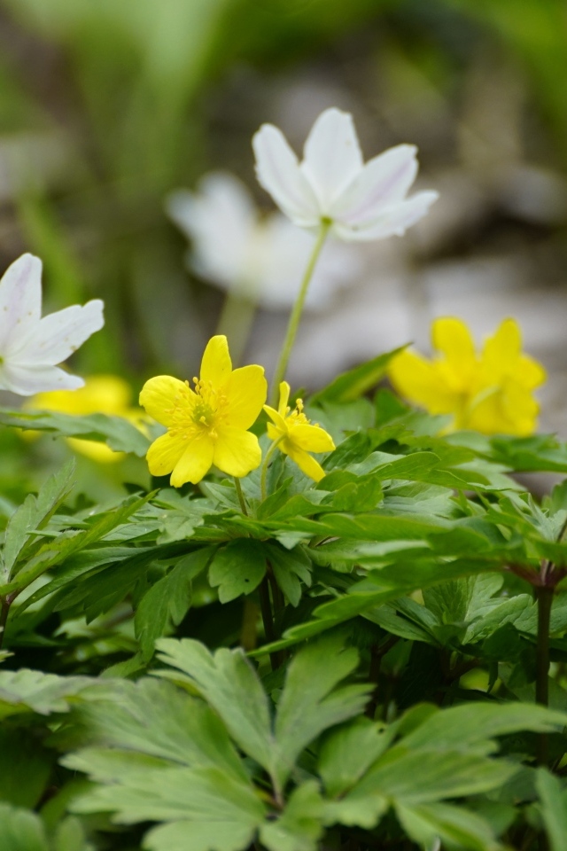 Лесные цветы ветреница ранункулоидная