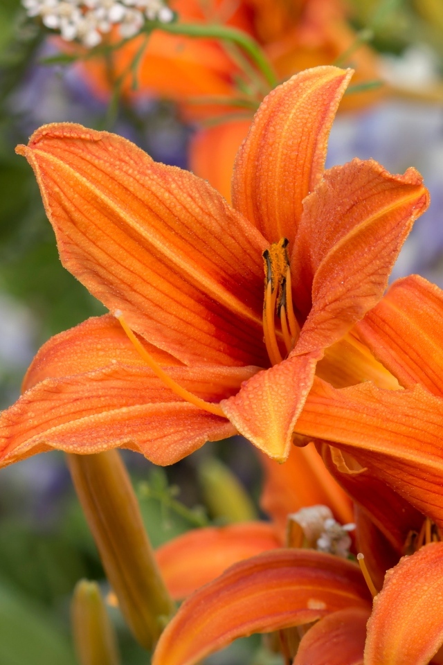 Оранжевые цветы садового лилейника