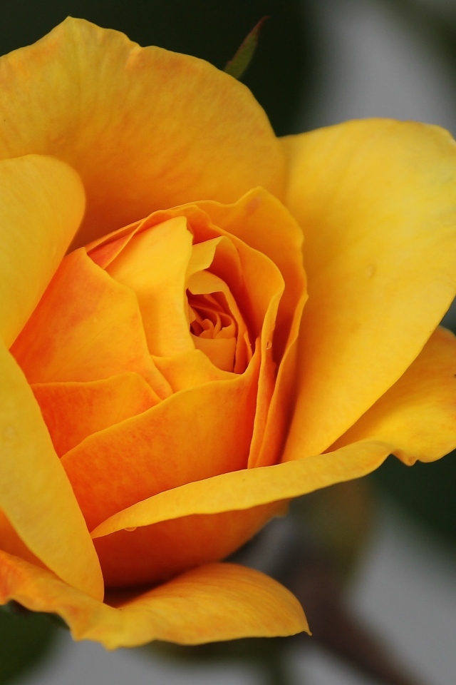 Оранжевая роза распускается 