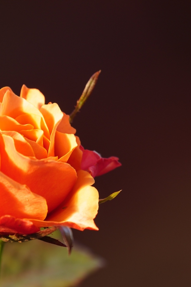 Оранжевая роза в лучах солнца