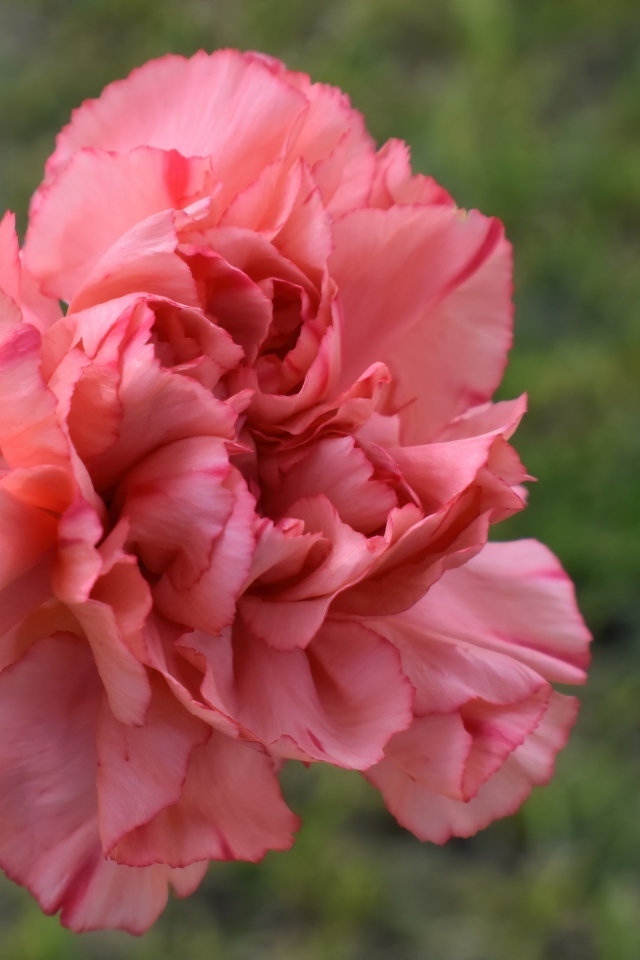 Розовая гвоздика крупным планом