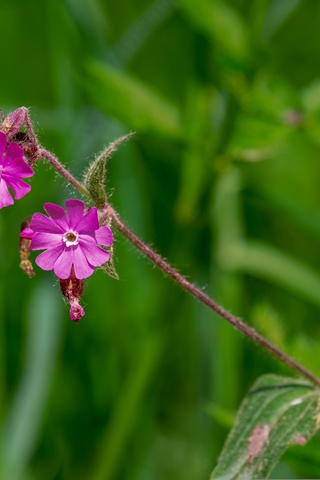 Розовые цветы полевой гвоздики