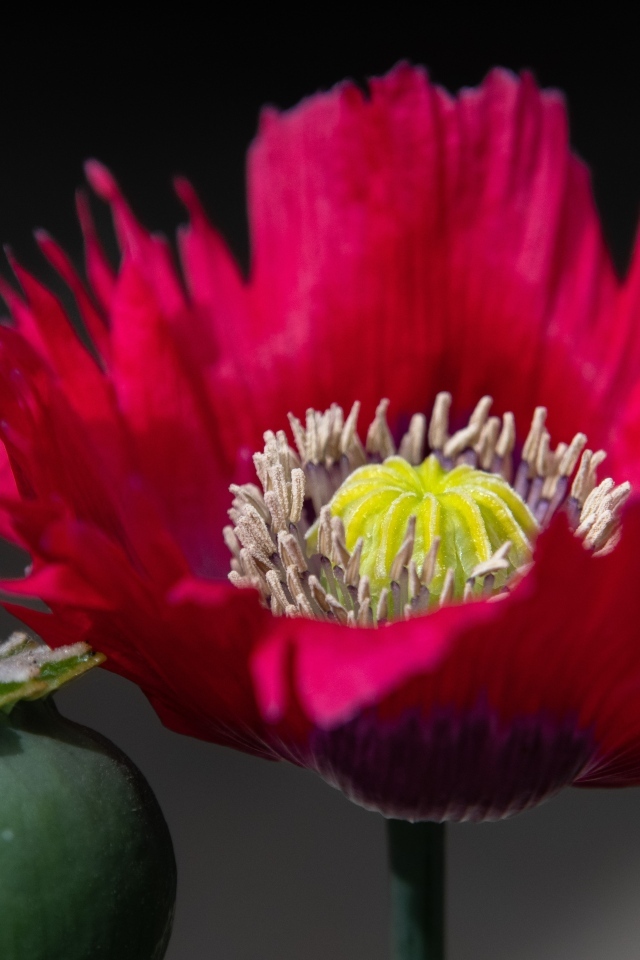 Розовый садовый декоративный мак 