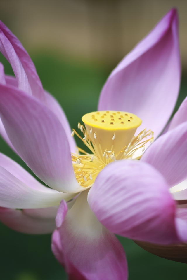 Розовый цветок лотоса крупным планом