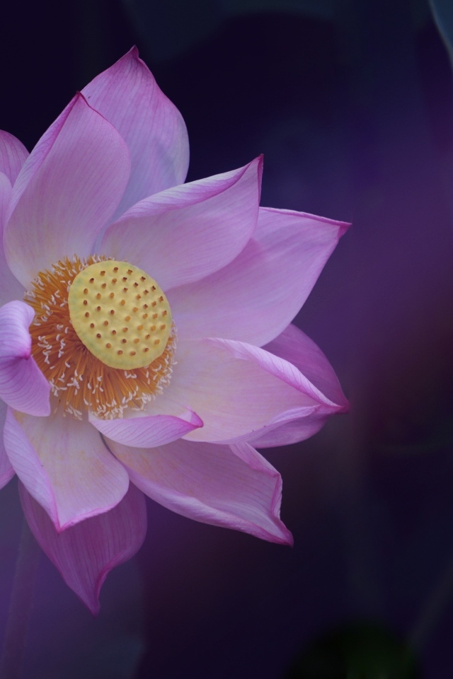 Розовый цветок лотоса с желтой серединкой