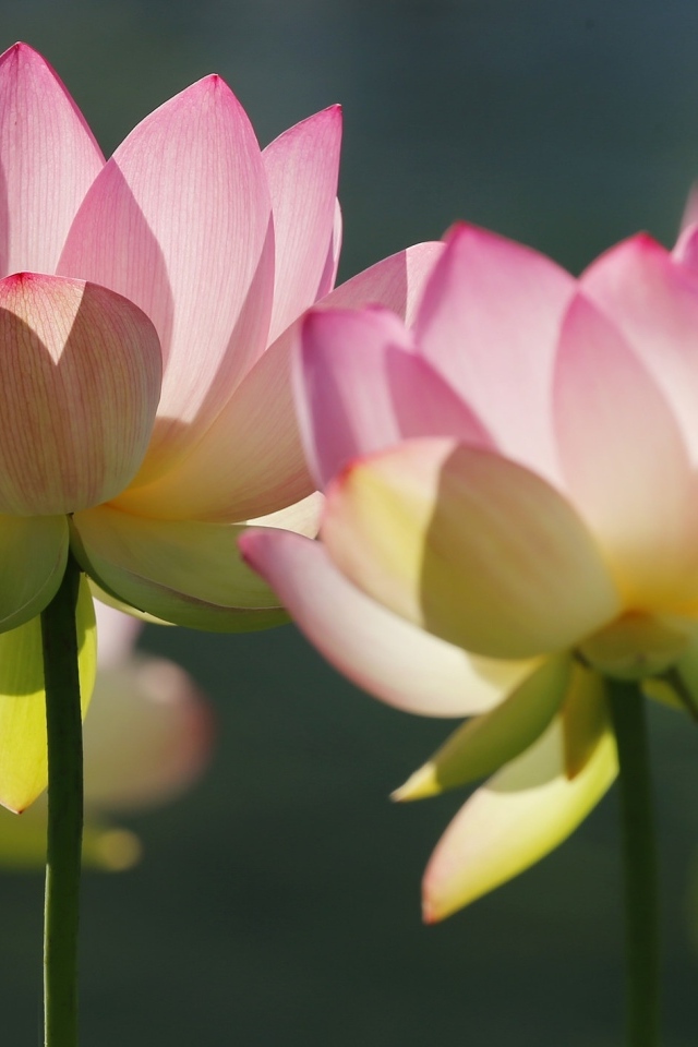 Розовые лотосы крупным планом