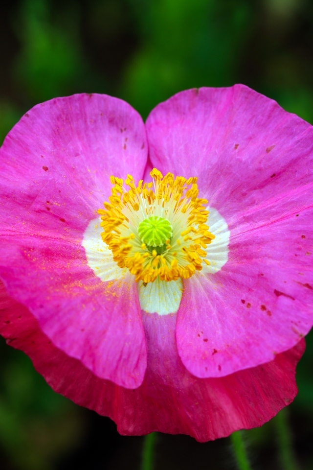 Розовый цветок мака крупным планом