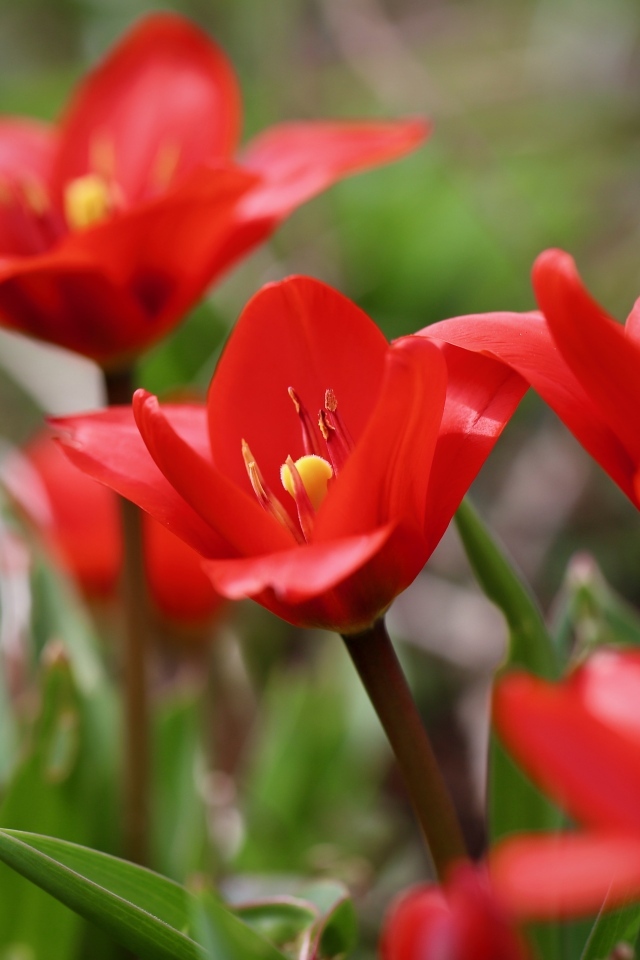Маленькие красивые красные тюльпаны